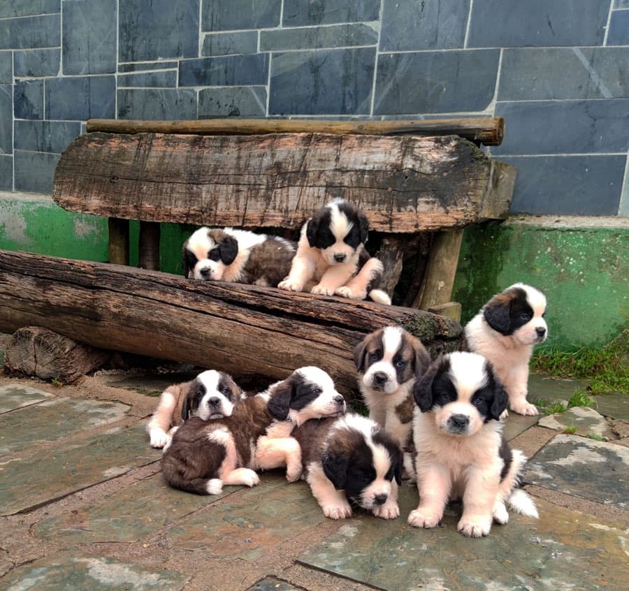 Perros de criaderos en Lugo